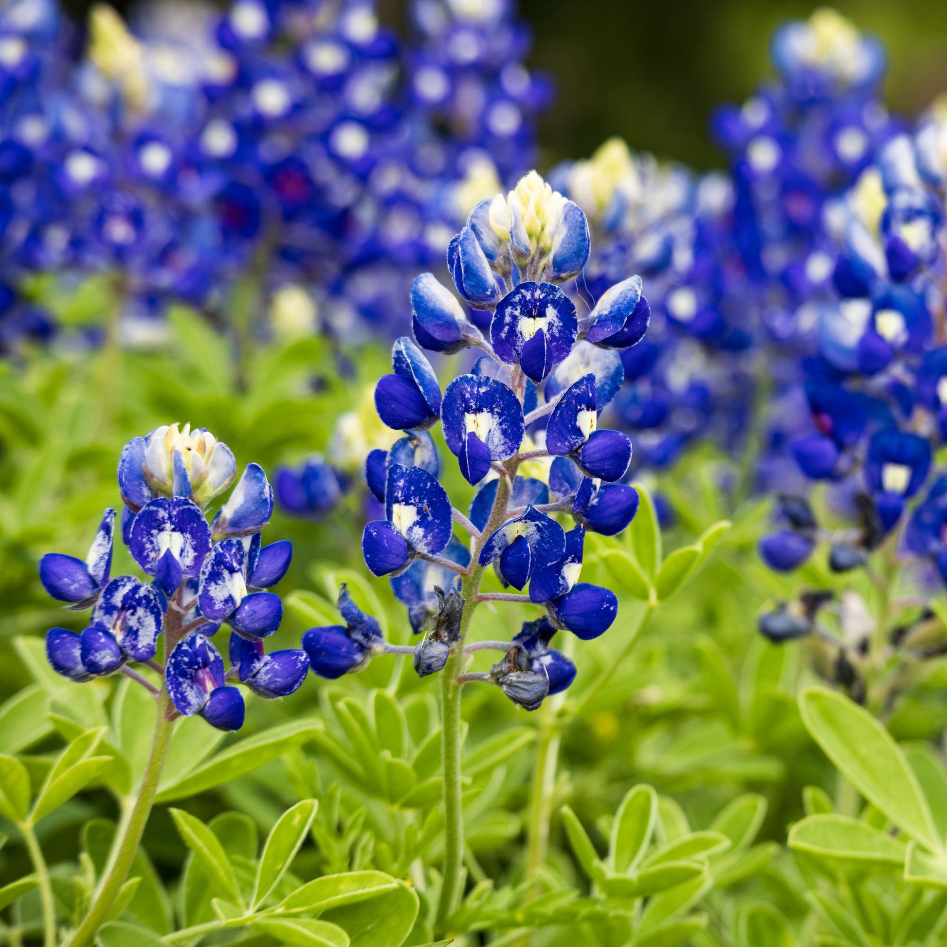 Texas Bluebonnets